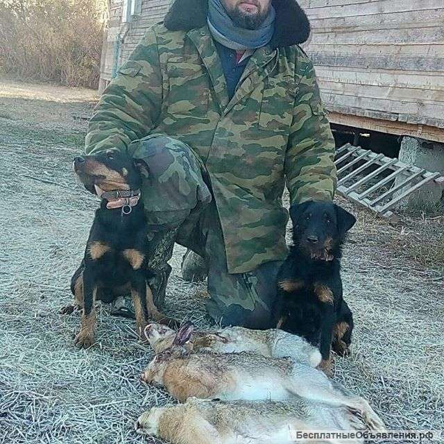 Немецкий Ягдтерьер Фото Щенок